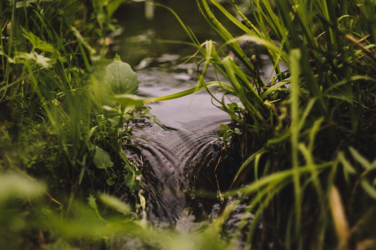 stream, spring, nature, summer, water, grass, flow