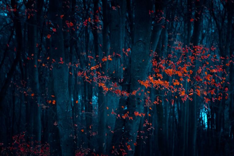 Surreal autumn forest scene with vibrant red leaves against dark trees, evoking a magical night ambience.